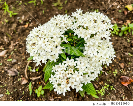 初夏に咲いた白いペンタスの花 初夏に咲いた白いペンタスの花 96841940