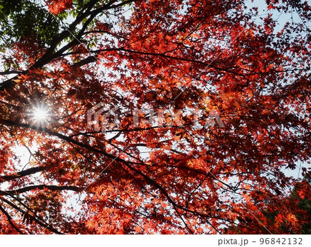 モミジの紅葉 モミジの紅葉 96842132
