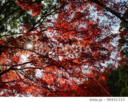 モミジの紅葉 96842133