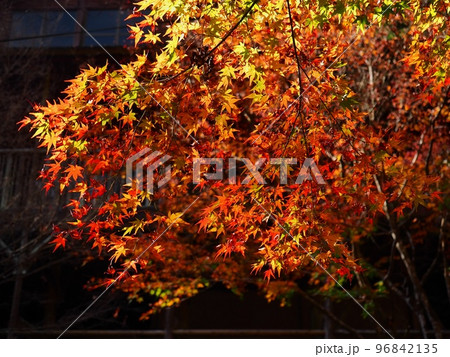 紅葉するモミジ 羅漢の里の紅葉 羅漢渓谷の紅葉 紅葉するモミジ 羅漢の里の紅葉 羅漢渓谷の紅葉 96842135