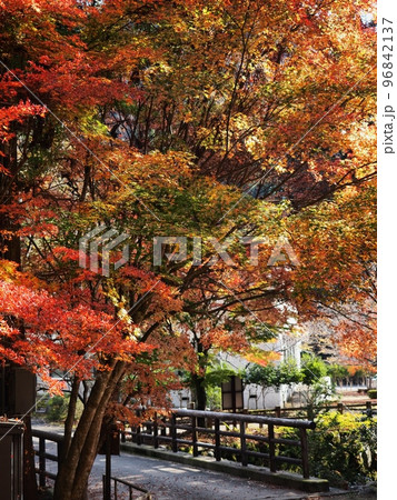 羅漢の里の紅葉　羅漢渓谷の紅葉 96842137