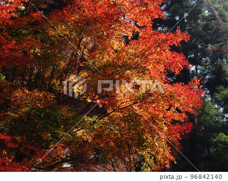 紅葉するモミジ　羅漢の里の紅葉　羅漢渓谷の紅葉 96842140