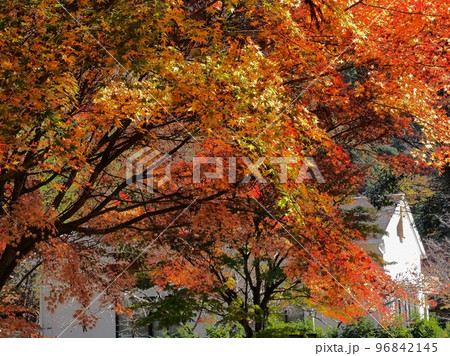 紅葉するモミジ 羅漢の里の紅葉 羅漢渓谷の紅葉 紅葉するモミジ 羅漢の里の紅葉 羅漢渓谷の紅葉 96842145