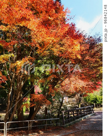 羅漢の里の紅葉　羅漢渓谷の紅葉 96842148