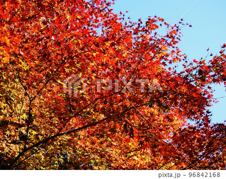 紅葉するモミジ　羅漢の里の紅葉　羅漢渓谷の紅葉 96842168