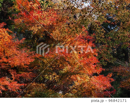 紅葉するモミジ　羅漢の里の紅葉　羅漢渓谷の紅葉 96842171