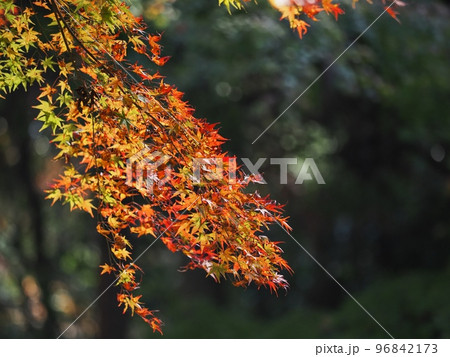 紅葉するモミジ　羅漢の里の紅葉　羅漢渓谷の紅葉 96842173