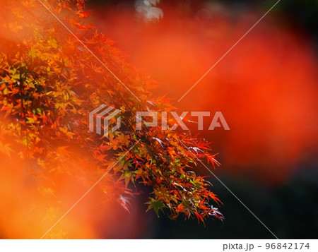 紅葉するモミジ 96842174