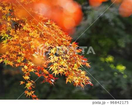 紅葉するモミジ　羅漢の里の紅葉　羅漢渓谷の紅葉 96842175