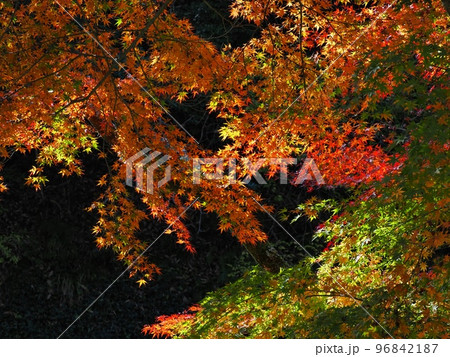 紅葉するモミジ 羅漢の里の紅葉 羅漢渓谷の紅葉 紅葉するモミジ 羅漢の里の紅葉 羅漢渓谷の紅葉 96842187