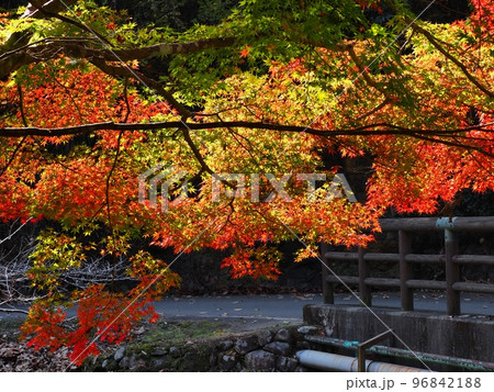紅葉するモミジ　羅漢の里の紅葉　羅漢渓谷の紅葉 96842188