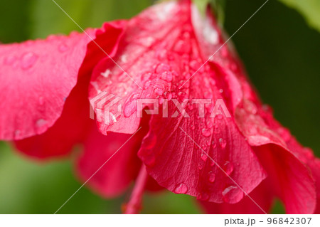 雨に濡れた美しいピンク・ハイビスカスのマクロ画像 96842307