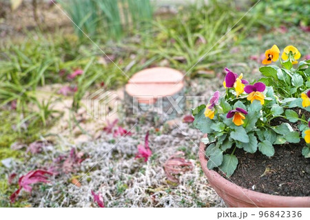 小さな庭　イメージ　シュロ　切り株 96842336