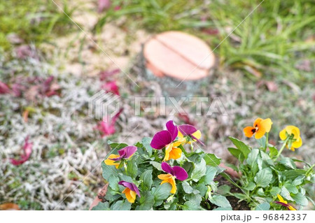 小さな庭 イメージ シュロ 切り株 小さな庭 イメージ シュロ 切り株 96842337