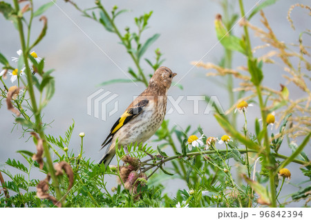 European goldfinch with juvenile plumage, feeding on the seeds of thistles. Carduelis carduelis. European goldfinch with juvenile plumage, feeding on the seeds of thistles. Carduelis carduelis. 96842394