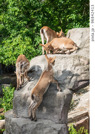 Markhor goatlings jump on the rocks. Markhor, Capra falconeri 96842413