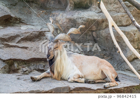 Close-up portrait of Markhor, Capra falconeri, wild goat native to Central Asia, Karakoram and the Himalayas 96842415