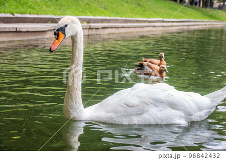 Graceful white swan swim in the pond in city park. Graceful white swan swim in the pond in city park. 96842432