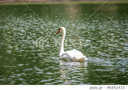 A graceful white swan swimming on a lake with dark water. The white swan is reflected in the water 96842433
