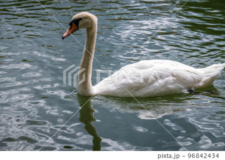 A graceful white swan swimming on a lake with dark water. The white swan is reflected in the water 96842434