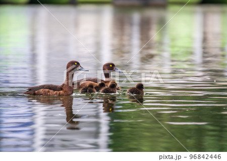 Tufted duck Family swims with their ducklings in green lake water. 96842446