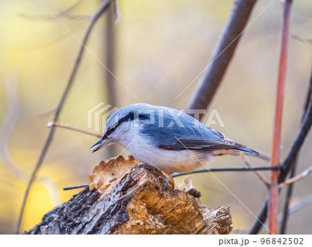 Eurasian nuthatch or wood nuthatch, lat. Sitta europaea, sitting on a tree trunk with a blurred background. 96842502