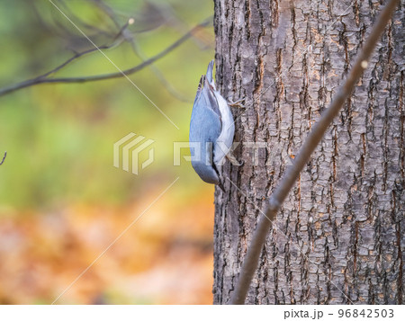 Eurasian nuthatch or wood nuthatch, lat. Sitta europaea, sitting on a tree trunk with a blurred background. 96842503