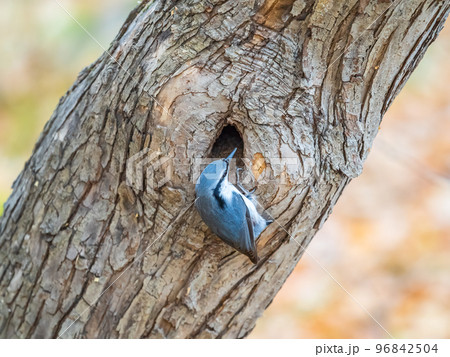 Eurasian nuthatch or wood nuthatch, lat. Sitta europaea, sitting on a tree trunk with a blurred background. 96842504