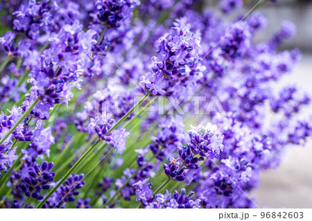 初夏の日差しと鮮やかに咲いたラベンダー 96842603