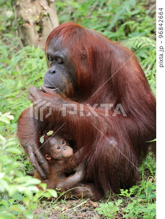 子を抱きながらドングリを食べるボルネオオランウータン 96842664