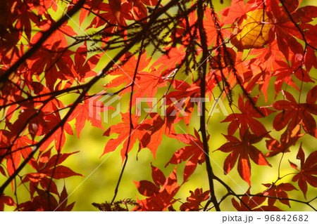 イチョウを背景にした紅葉 イチョウを背景にした紅葉 96842682