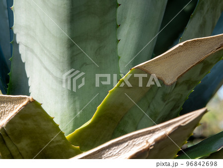 Succulent plant close-up, thorn and detail on leaves of Agave plant Succulent plant close-up, thorn and detail on leaves of Agave plant 96842698