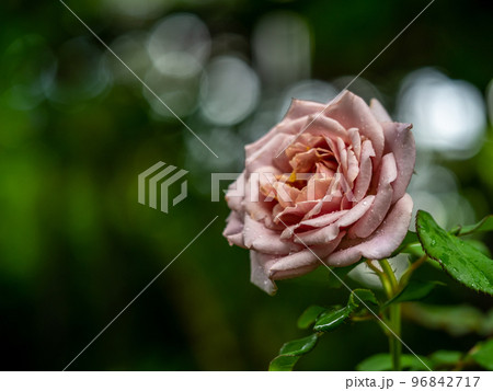 Shape and colors of Koko Loco roses that blooming 96842717