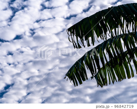 Banana leaves that are torn from the wind Banana leaves that are torn from the wind 96842719