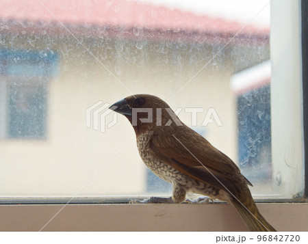 Bird at the glass window 96842720