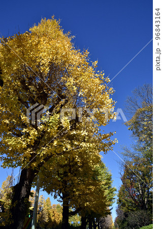 国会議事堂前の銀杏並木 96843164