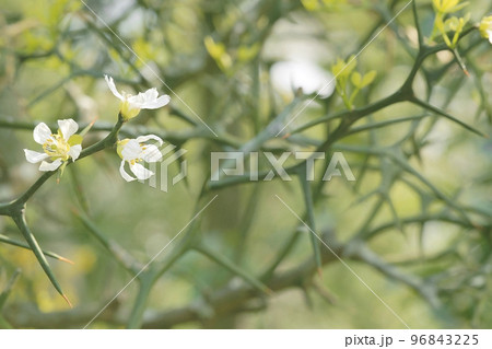 カラタチ 96843225