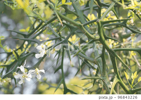 カラタチ 96843226