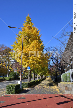 霞が関の銀杏並木 96843307