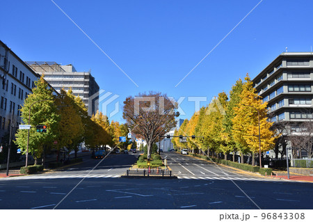 霞が関の銀杏並木 96843308