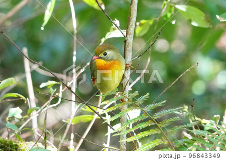 どこからともなく来て目の前に止まった可愛いくて綺麗なソウシチョウ どこからともなく来て目の前に止まった可愛いくて綺麗なソウシチョウ 96843349