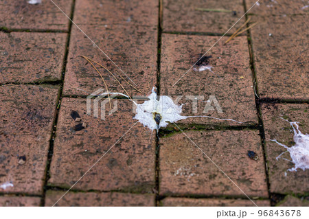 鳥の糞 鳥の糞 96843678