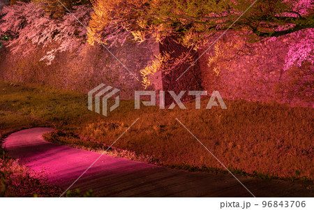 愛知・名古屋城と桜 96843706