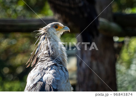 The secretarybird or secretary bird (Sagittarius serpentarius) 96843874