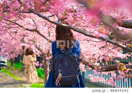 【京都府】3月・淀の河津桜のお花見に訪れた若い女性の観光客 96844342