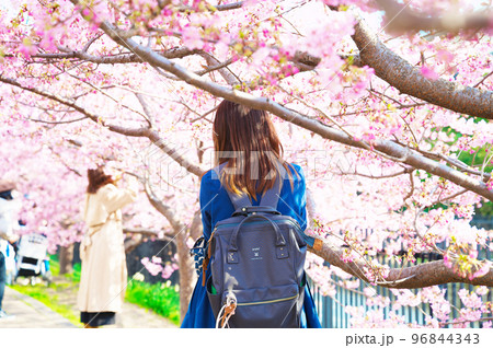 【京都府】3月・淀の河津桜のお花見に訪れた若い女性の観光客 【京都府】3月・淀の河津桜のお花見に訪れた若い女性の観光客 96844343