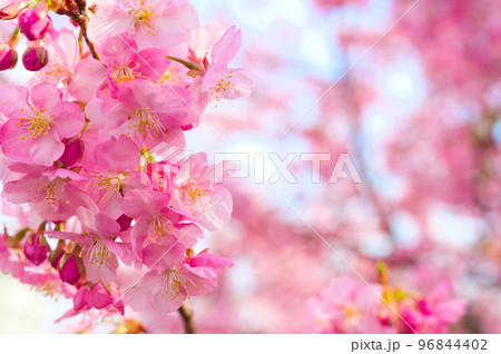 【京都府】3月・淀の河津桜 【京都府】3月・淀の河津桜 96844402