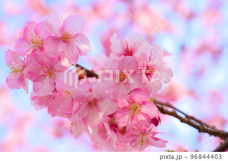 【京都府】3月・淀の河津桜 【京都府】3月・淀の河津桜 96844403
