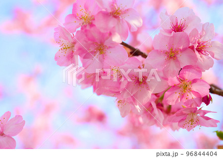 【京都府】3月・淀の河津桜 【京都府】3月・淀の河津桜 96844404