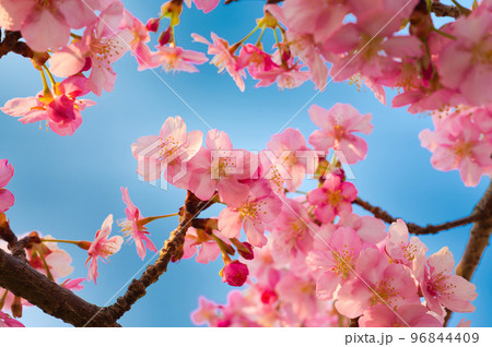 【京都府】3月・淀の河津桜 【京都府】3月・淀の河津桜 96844409